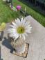 Preview: Echinocereus grandis